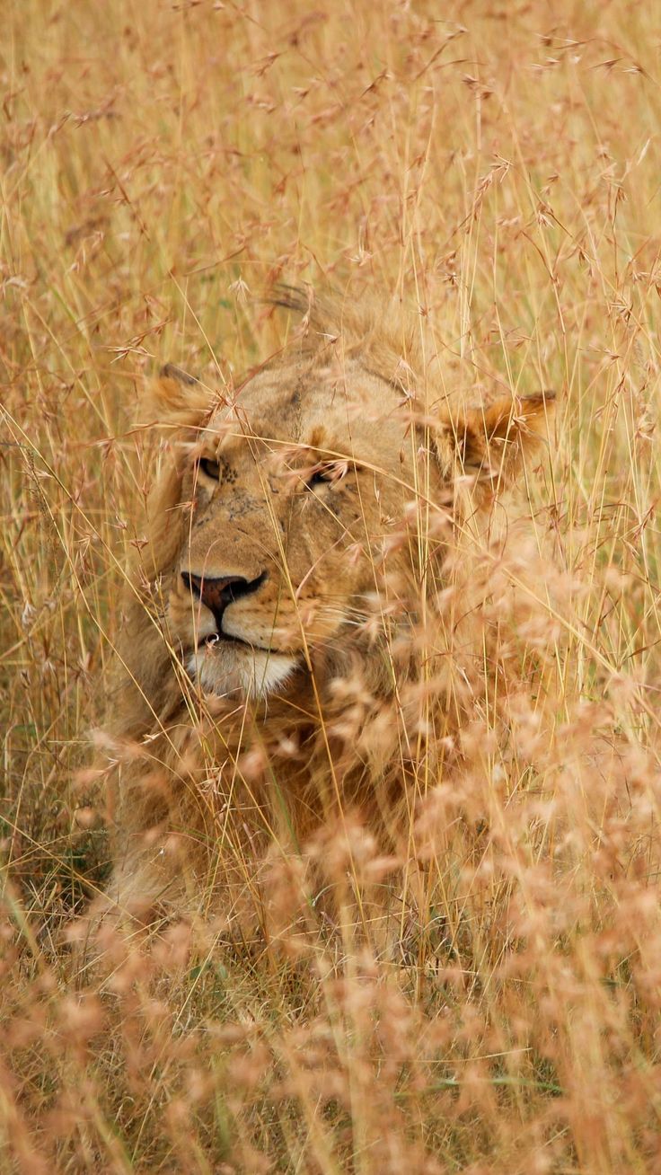 a lion is laying in the tall grass