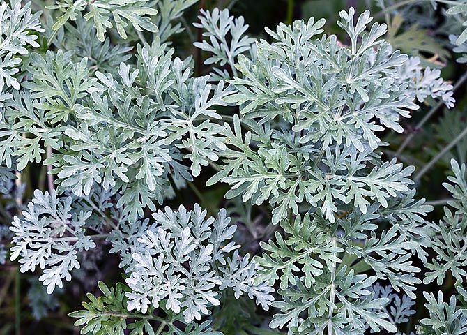 closeup of the leaves and stems of a plant with blueish green foliage in the background