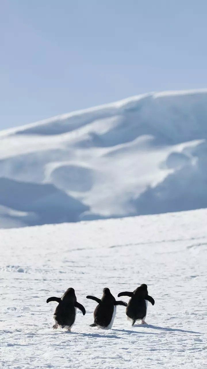 three penguins are walking in the snow together