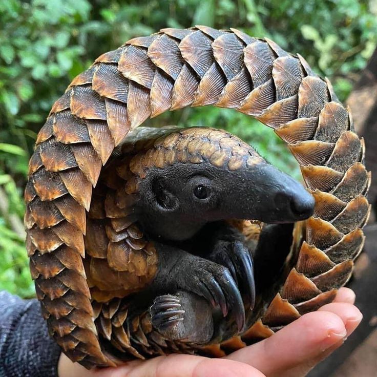 a hand holding a small animal in it's palm tree shell with its mouth open