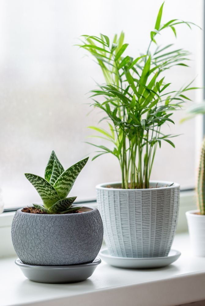 three potted plants sitting on top of a window sill next to each other