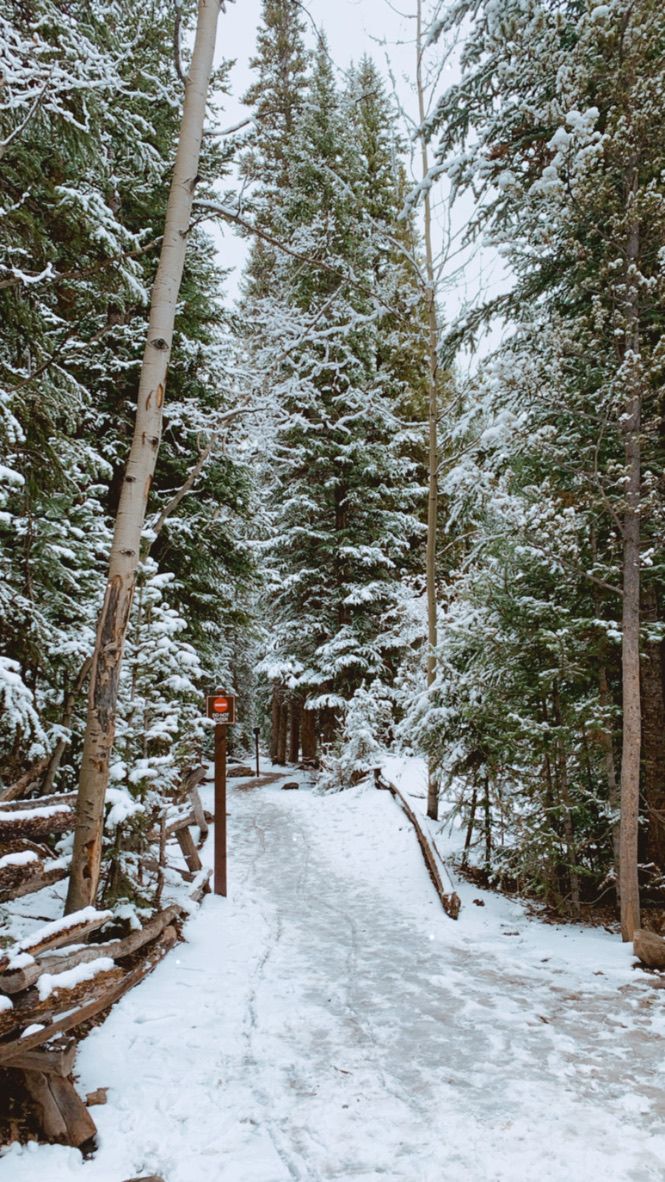 a path in the woods with snow on it