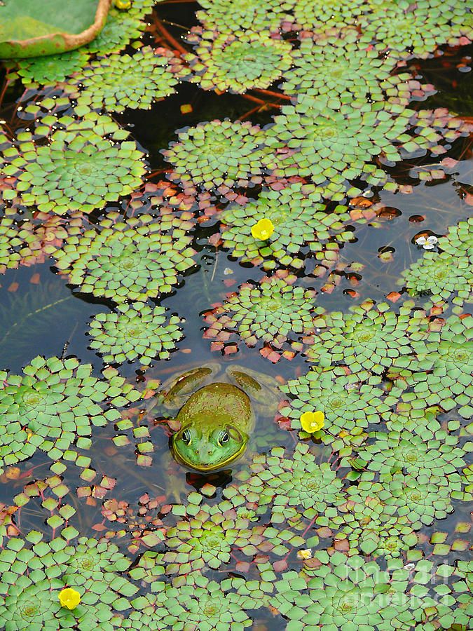 a frog sitting on top of lily pads in a pond