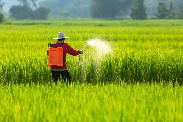 a man spraying pesticide on a green rice field with trees in the back ground