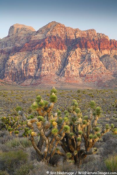 a desert with mountains in the background