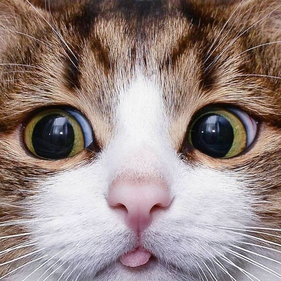 a close up of a cat's face with the caption best friends on it