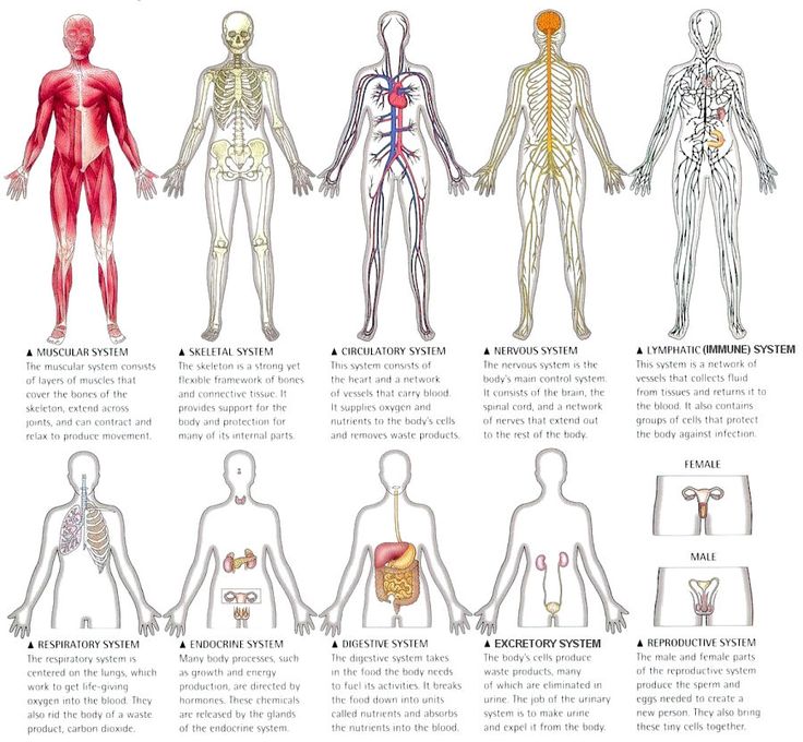 an image of the human body and its major organs in spanish language with caption