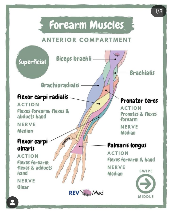 the forearm muscles and their major functions are labeled in this diagram, which shows how to use