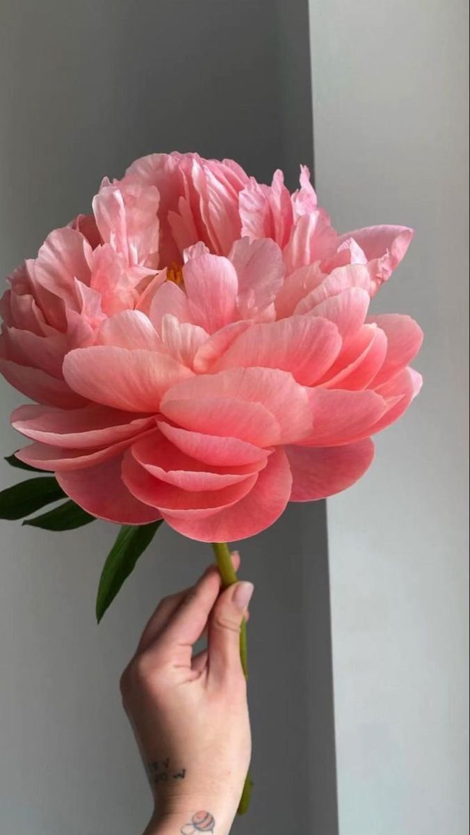 a person holding a large pink flower in their hand