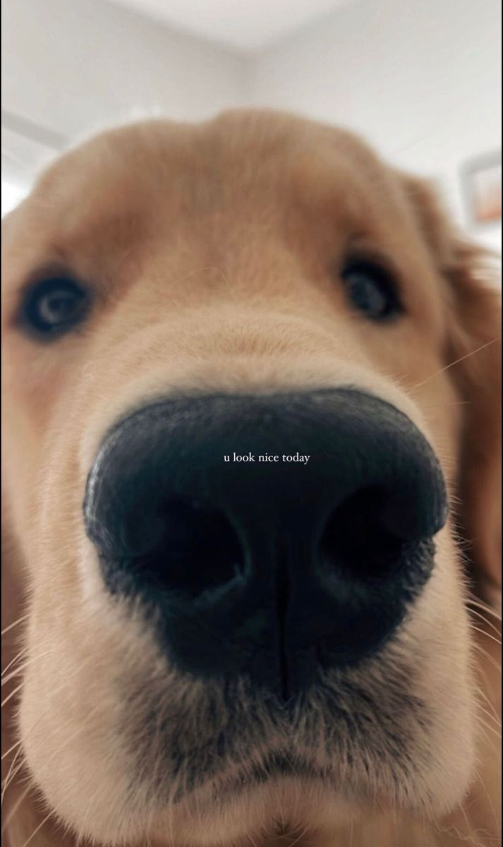 a close up of a dog's nose with the caption that says, it is