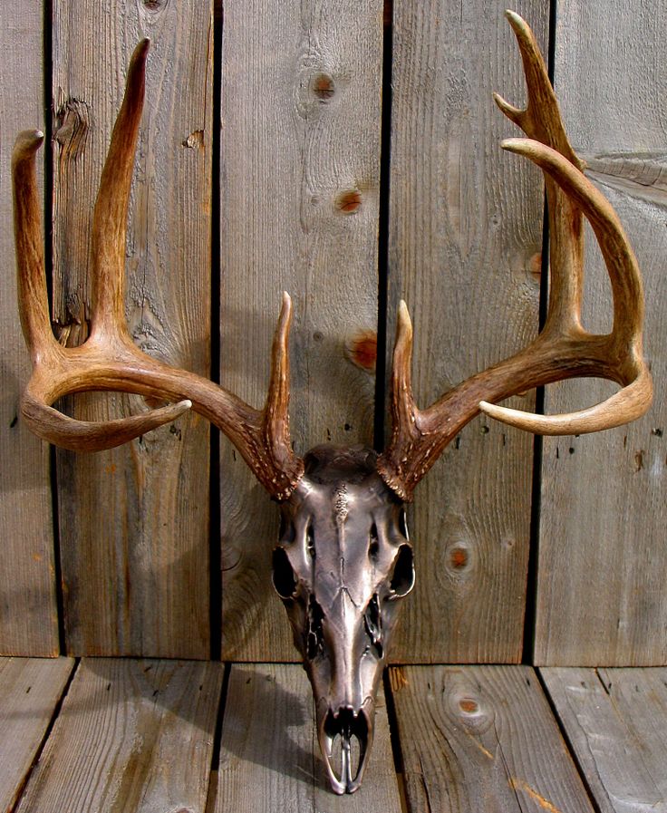 a deer's head mounted to the side of a wooden wall