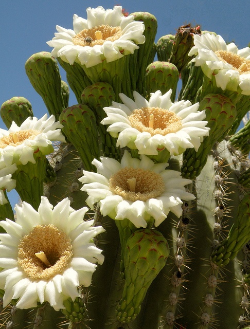 a large cactus with white flowers on it