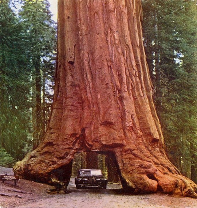 a truck parked in front of a giant tree