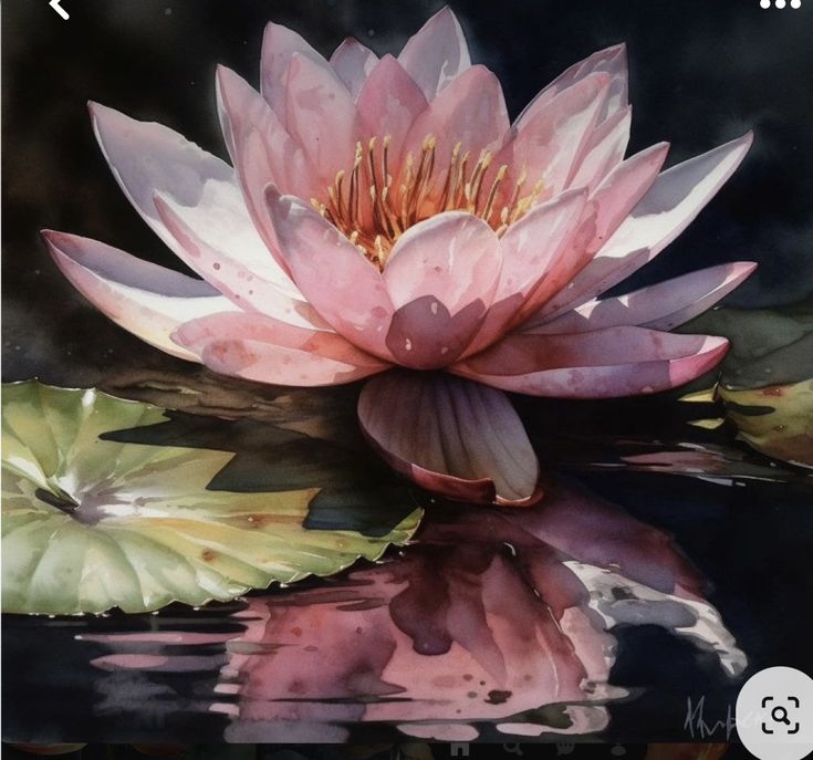 a pink water lily floating on top of a lake