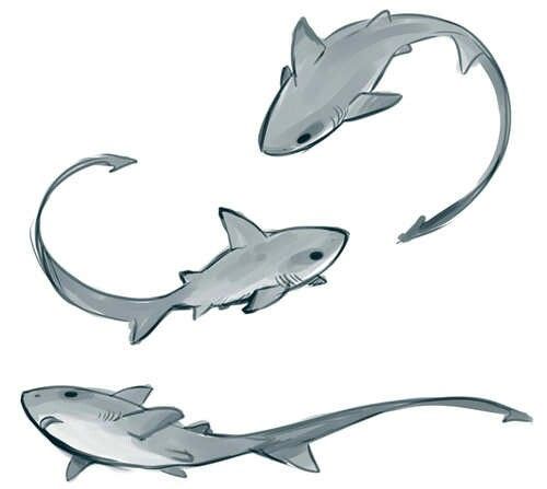 three different types of sharks are depicted in this drawing, one is white and the other is gray