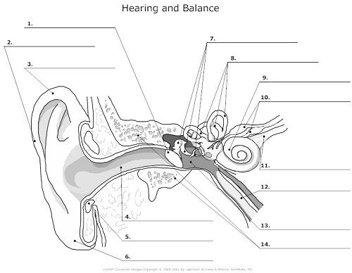 an ear diagram with the parts labeled