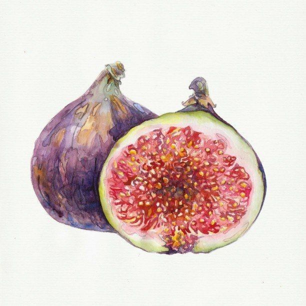 a watercolor painting of two figs with one cut in half