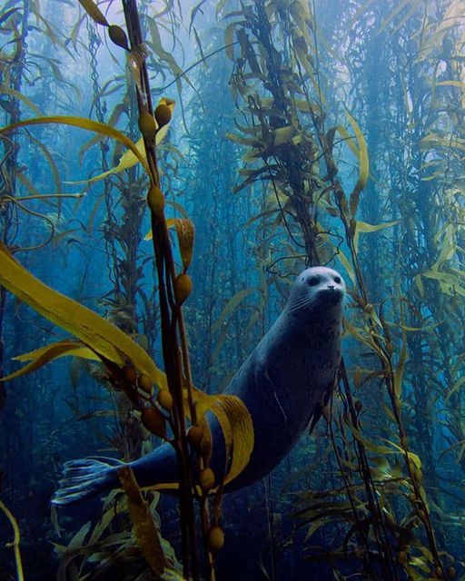 an underwater scene with seaweed and seal in the foreground