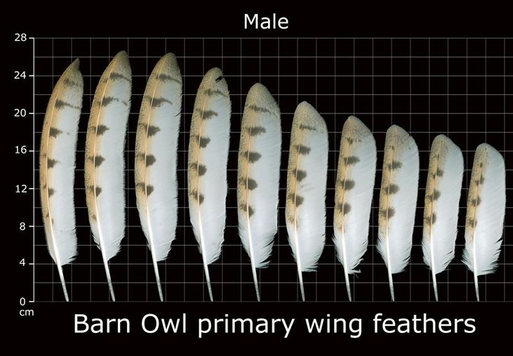 several different types of feathers are shown on a graph