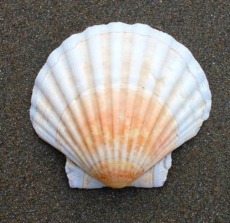 a seashell is laying on the sand