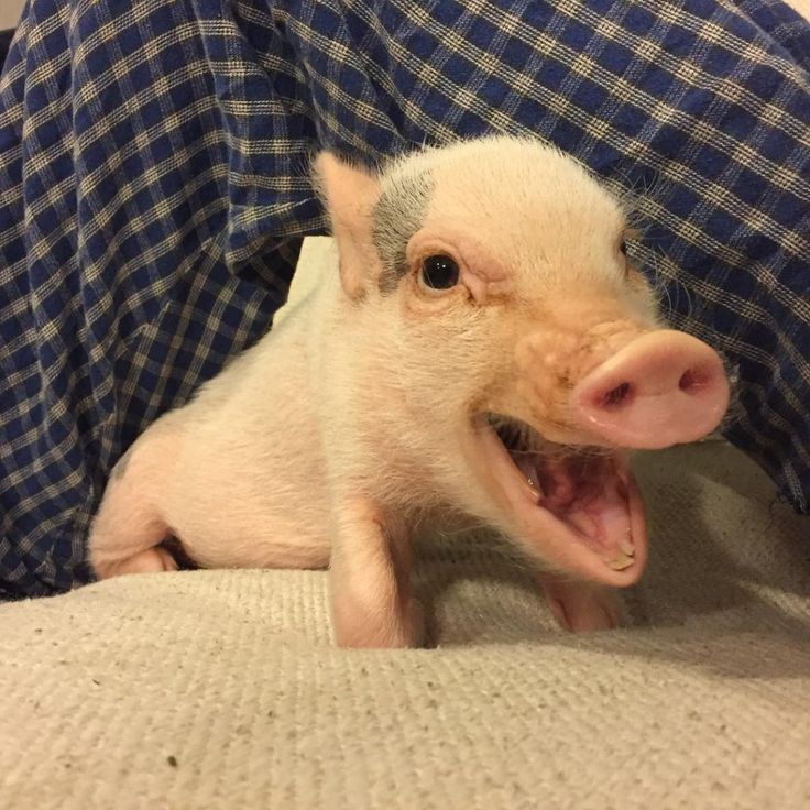 a small white pig laying on top of a bed next to a persons leg and blue checkered blanket