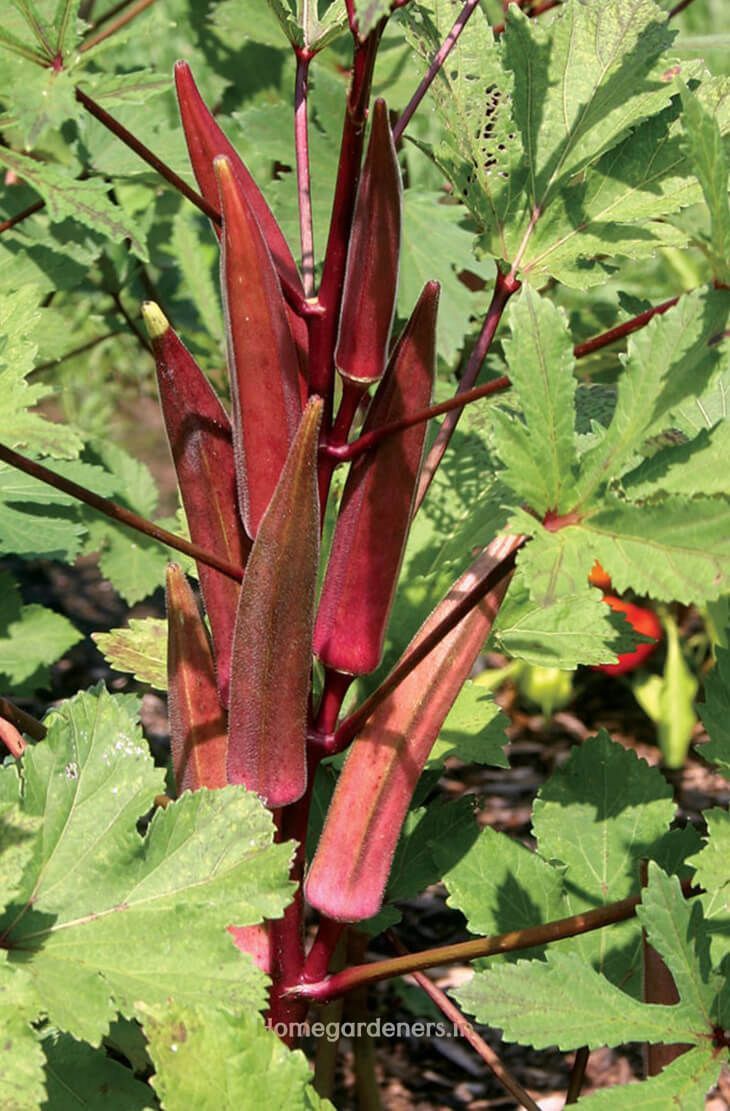 a close up of a plant with many leaves