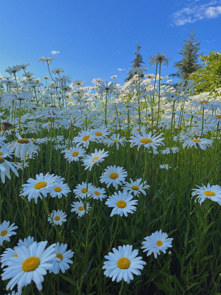 i love how this picture i took completely encapsulates the late spring, early summer feel. blue skies, green grass, white & yellow daisies:) Flower Patch Aesthetic, Daisy Flower Aesthetic, Daisies Aesthetic, Daisies Field, Garden Planing, Fav Flower, Photo Filters Apps, Shasta Daisy, Rainy Sky