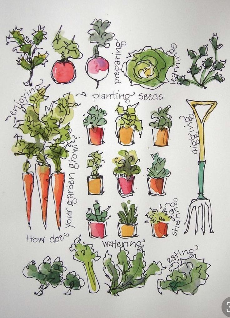 a drawing of different types of plants and vegetables with the words planting seeds above them