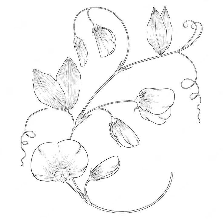 a drawing of some flowers on a white background