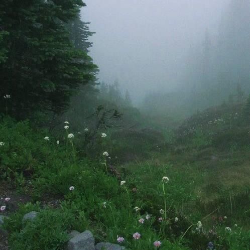 a foggy forest filled with lots of trees and flowers on top of a hill