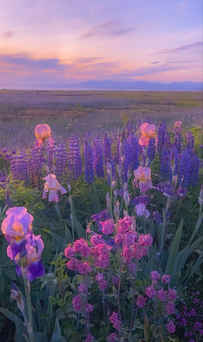 a field full of purple and white flowers with the sun setting in the distance behind them