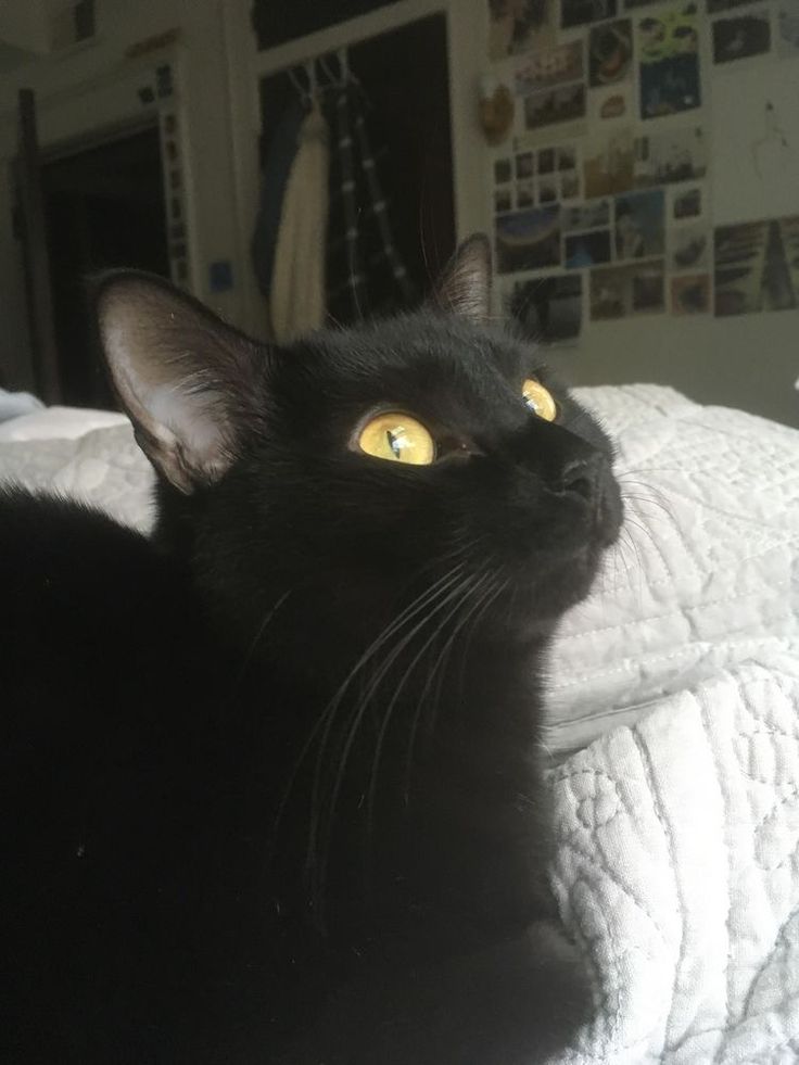 a black cat laying on top of a bed