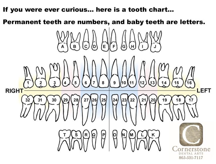 Here is a tooth chart (or a tooth map) that shows the lettering and numbering system that is used in the dental field. Within the blue region of the map are incisors and canines, in the pink region are bicuspids, and in the yellow region are molars.  Cornerstone Dental Arts, Knoxville, TN Dental Numbering System, Tooth Map, Tooth Numbering System, Dental Charting, Baby Tooth Chart, Teeth Diagram, Dental Assistant School, Hygiene School, Dental Assistant Study