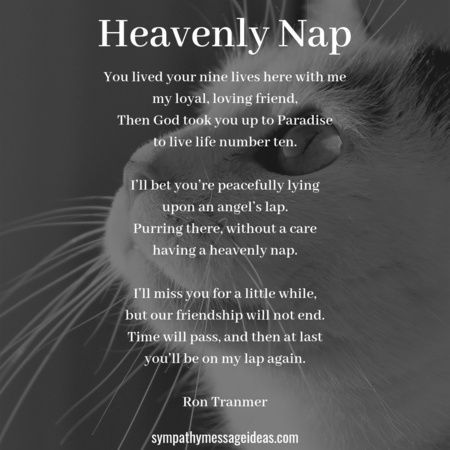 a cat with the words heavenly nap on it's face and an image of a cat