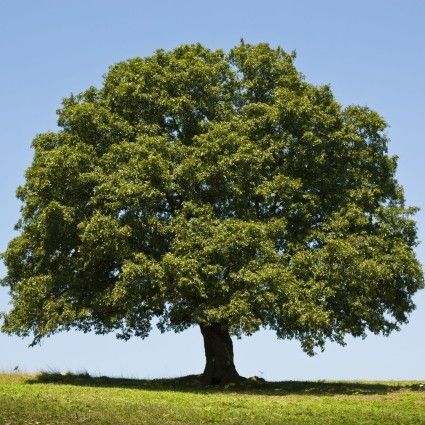 a large green tree sitting on top of a lush green field