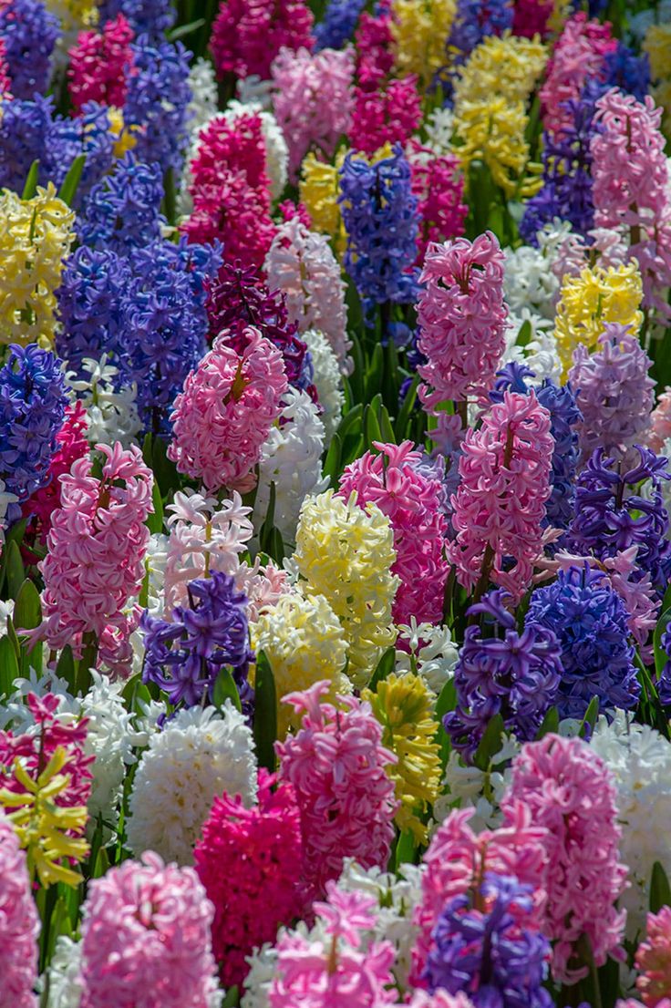 many different colored flowers are in the field