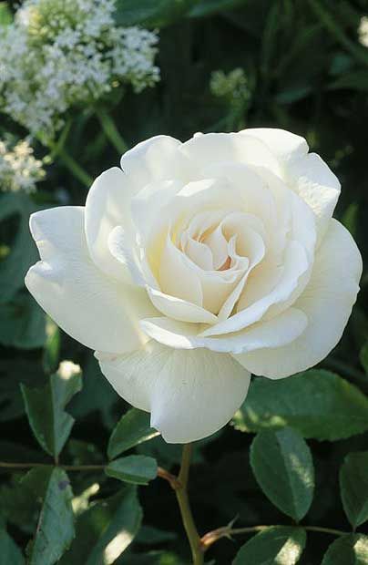 a white rose is blooming in the garden