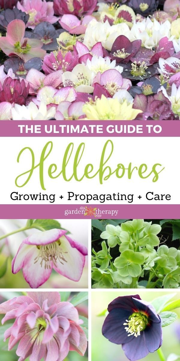 the ultimate guide to hellebores growing and propagating