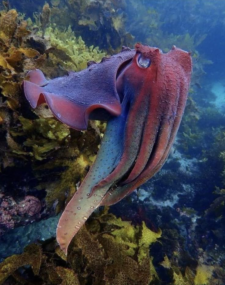 an octopus is swimming in the ocean