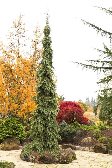 an evergreen tree is in the middle of a garden with rocks and trees around it