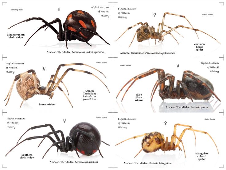 the different types of spiders are shown in this diagram, with their names and description