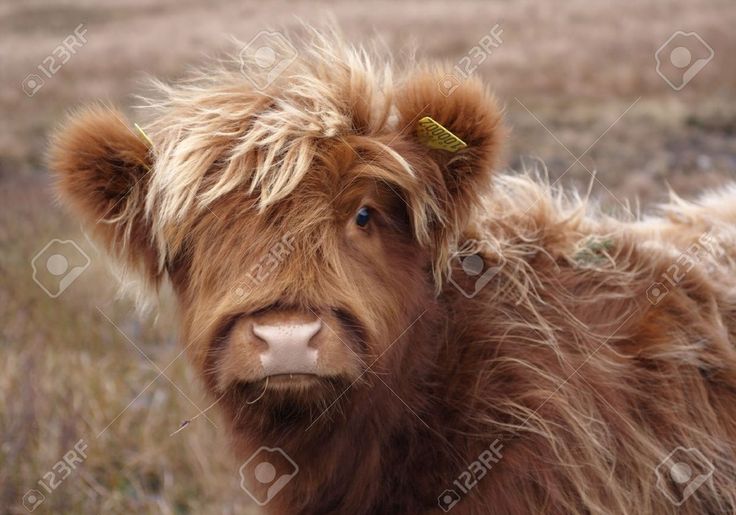 a brown cow standing on top of a grass covered field next to a green frame