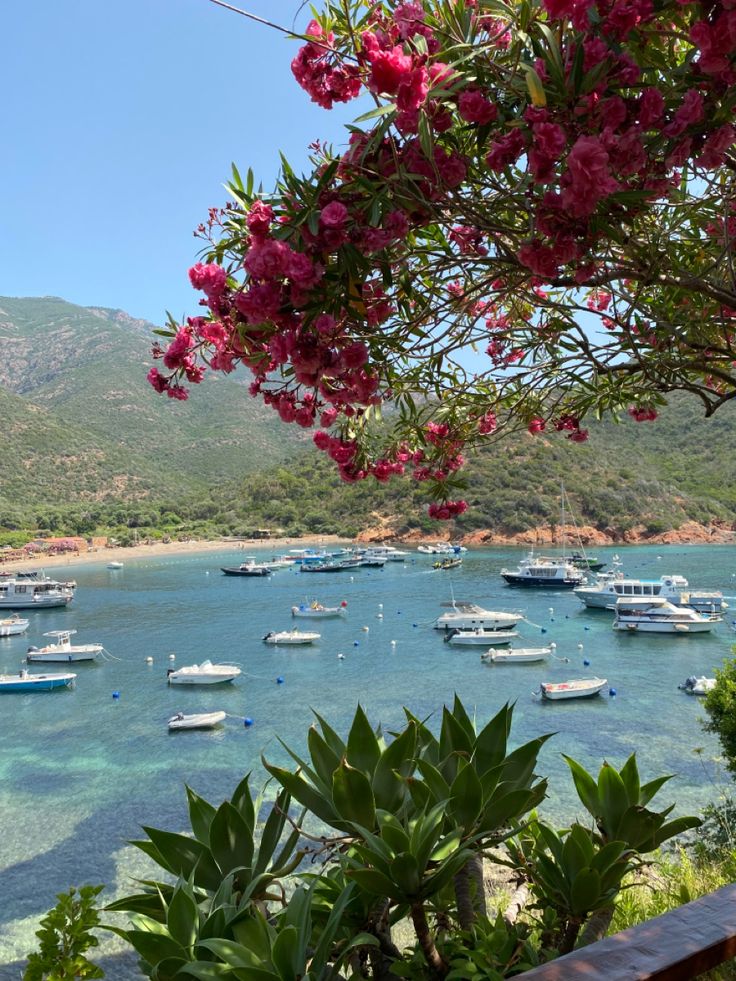 many boats are in the water near some trees and bushes with pink flowers on them