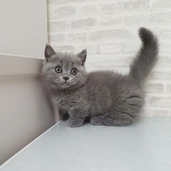 a small gray kitten sitting on top of a counter next to a brick wall and window