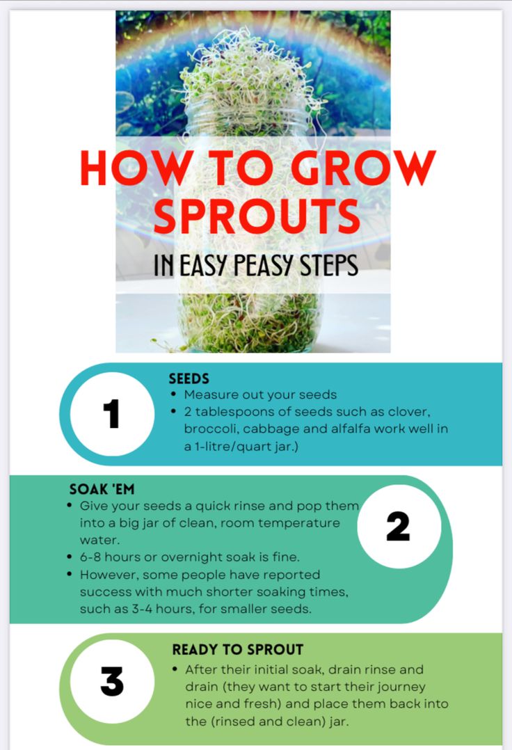 how to grow sprouts in easy steps with instructions for beginner gardeners