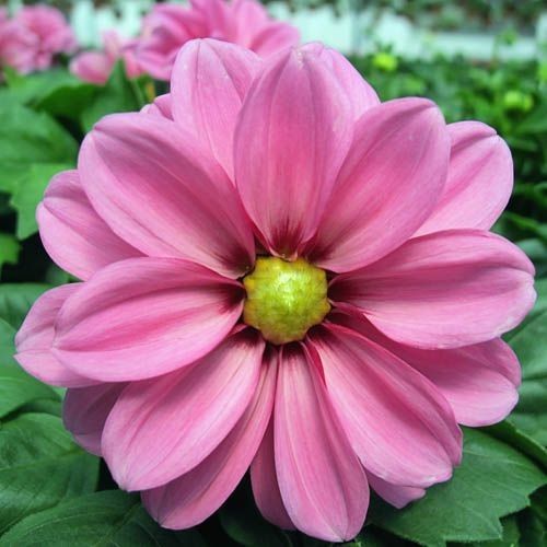 a pink flower with green leaves around it