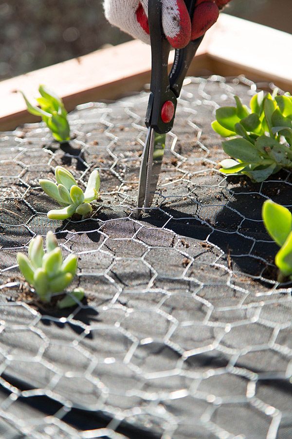 someone cutting plants with scissors on top of a mesh table cloth covered in dirt and grass