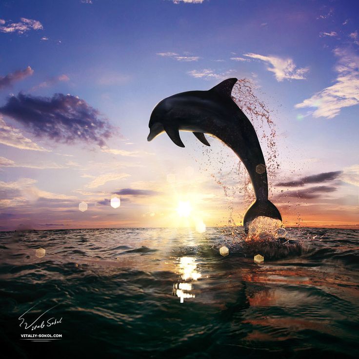 a dolphin jumping out of the water at sunset