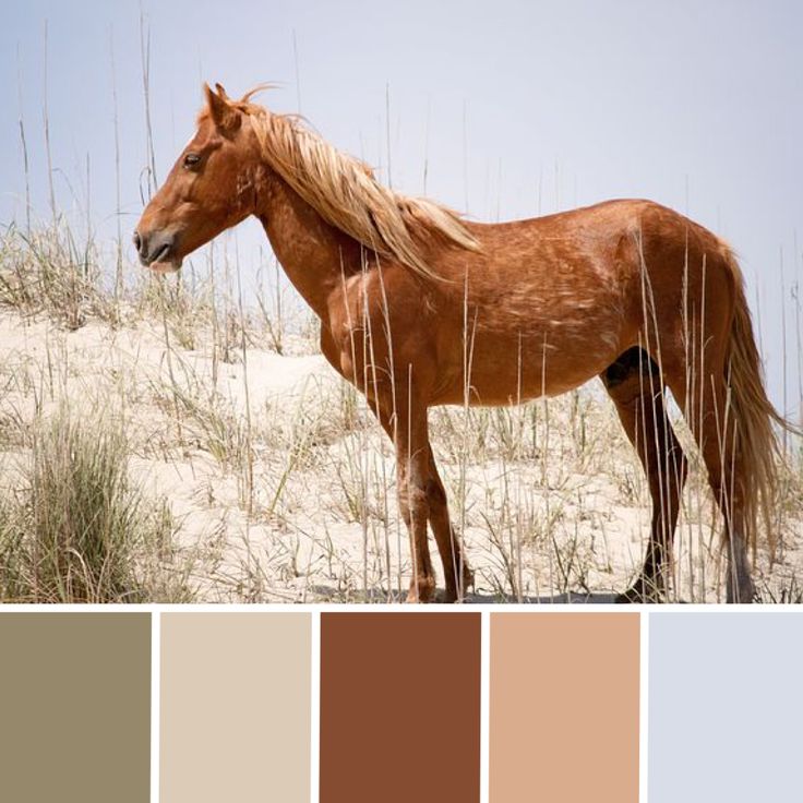 a brown horse standing on top of a sandy beach next to tall grass and sea oats