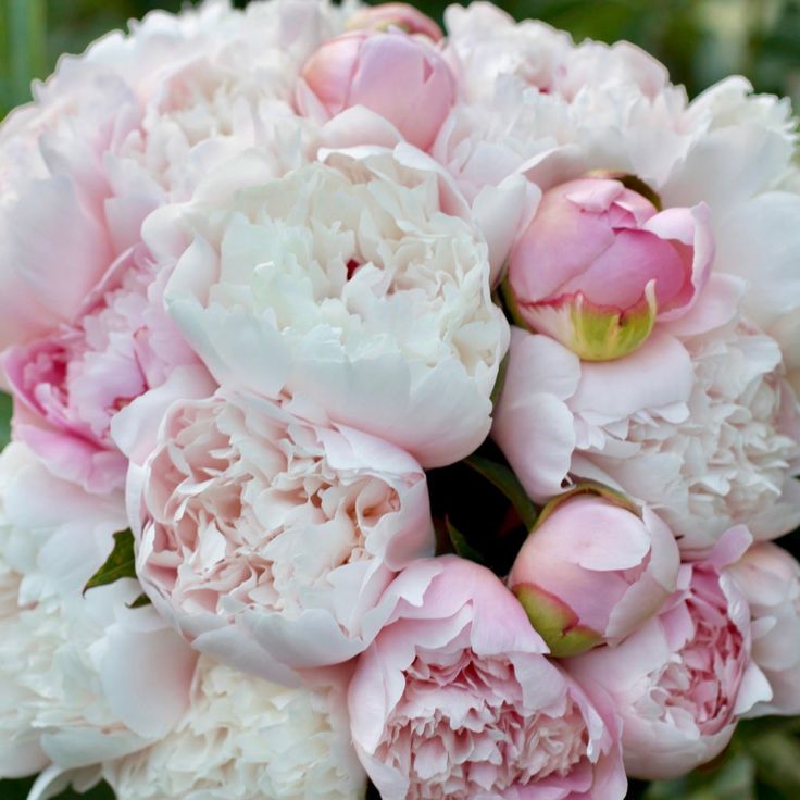 a bouquet of pink and white peonies in the middle of it's bloom